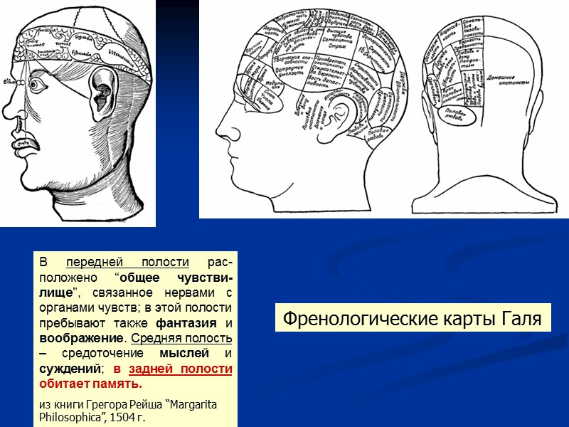 В передней полости рас-положено “общее чувстви-лище”, связанное нервами с органами чувств; в этой полости